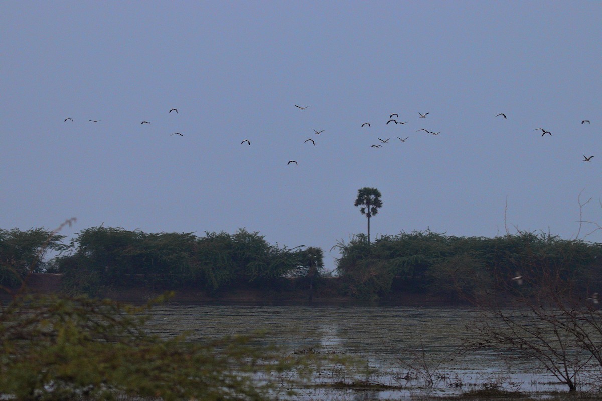 Asian Openbill - Kalaichelvan Radhakrishnan