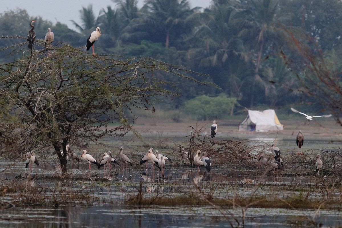 Asian Openbill - ML91148891