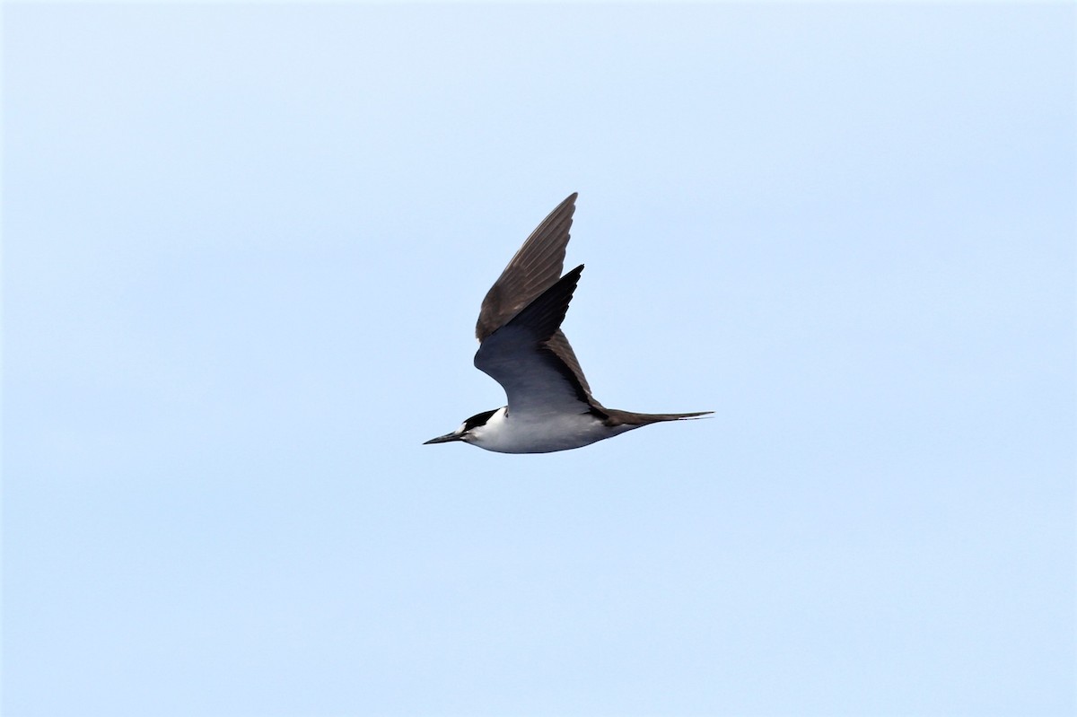 Sooty Tern - ML91148941