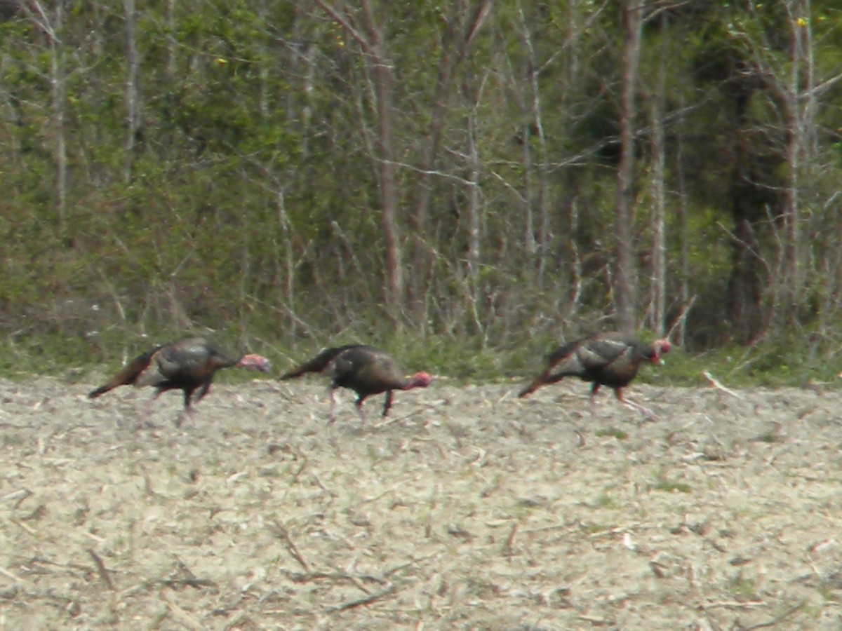 Wild Turkey - ML91149881