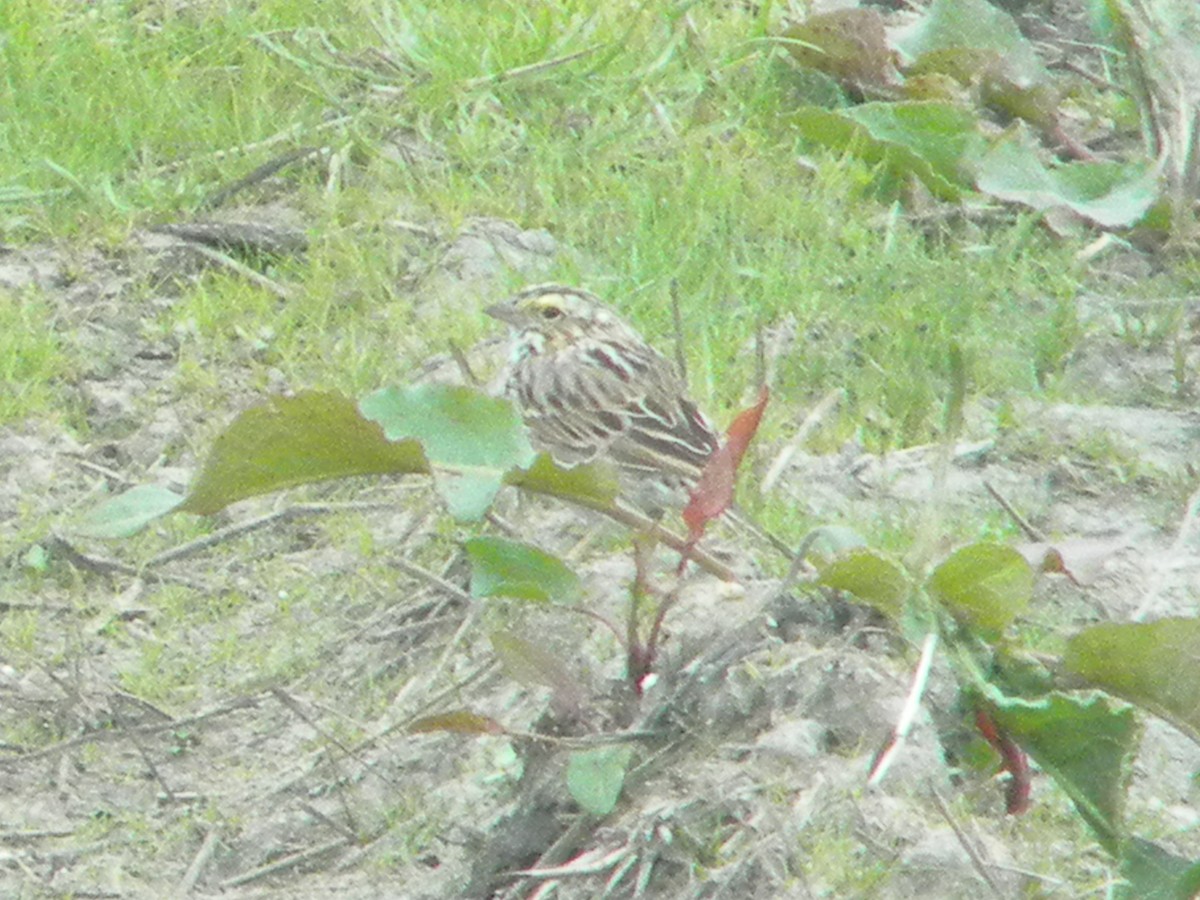 Savannah Sparrow - ML91151221