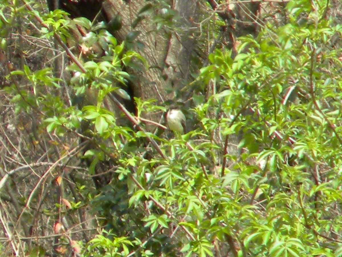 Eastern Phoebe - ML91151601