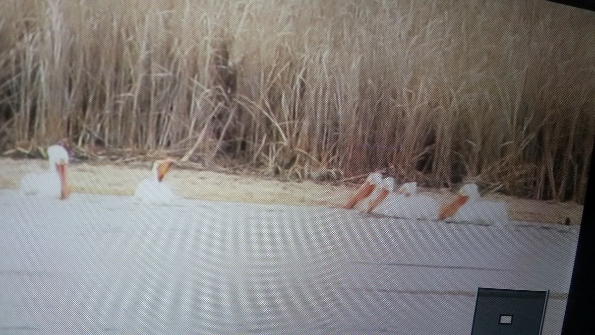 American White Pelican - ML91152731