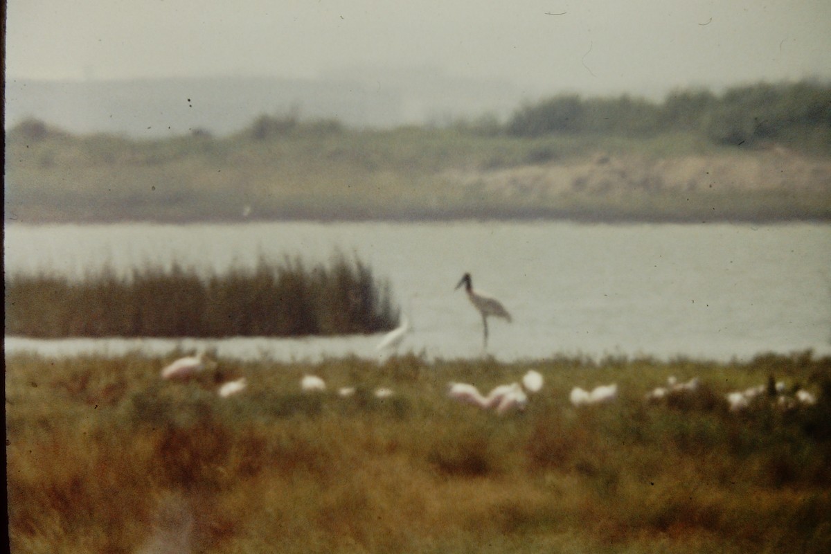 čáp jabiru - ML91153281