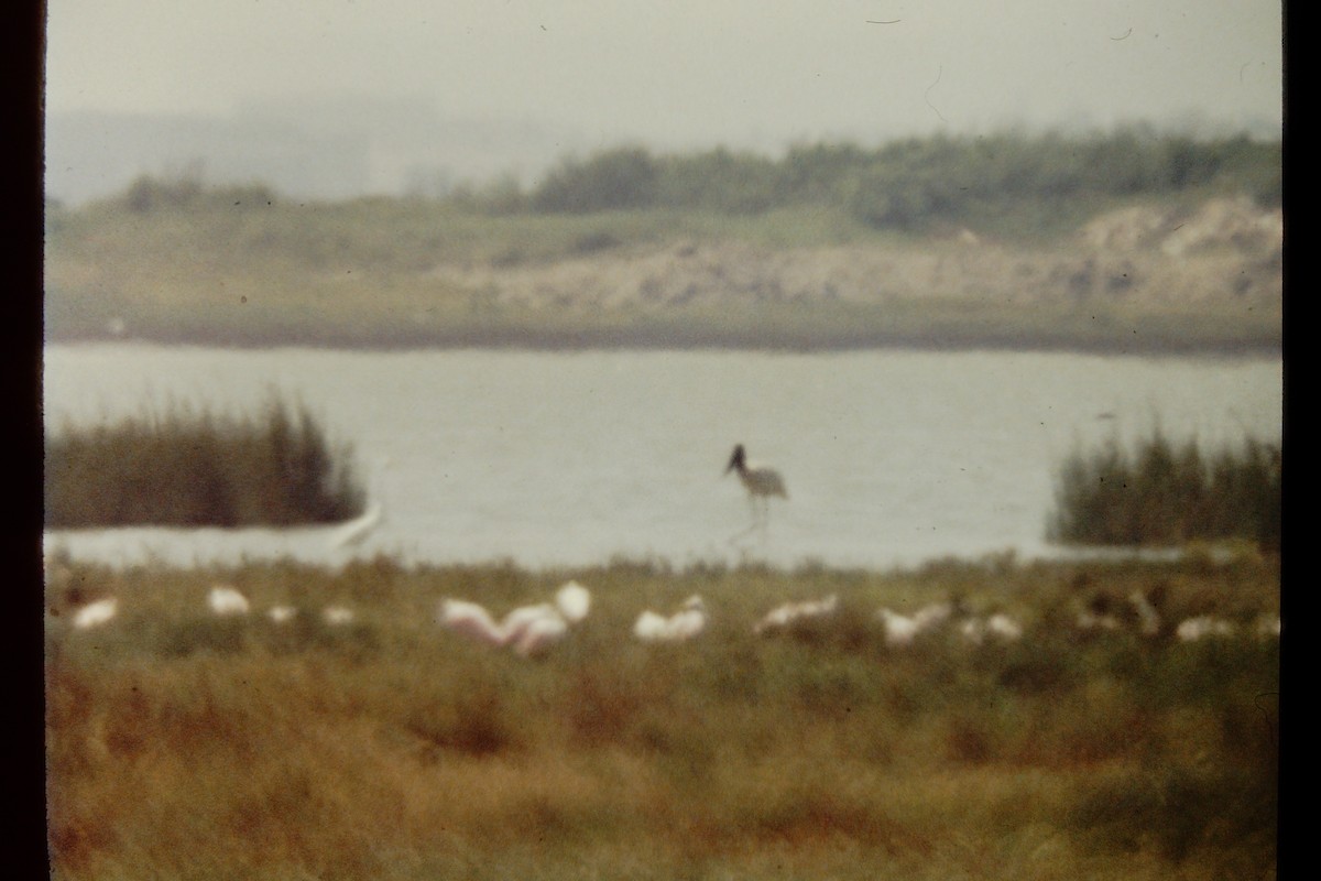 Jabiru d'Amérique - ML91153311