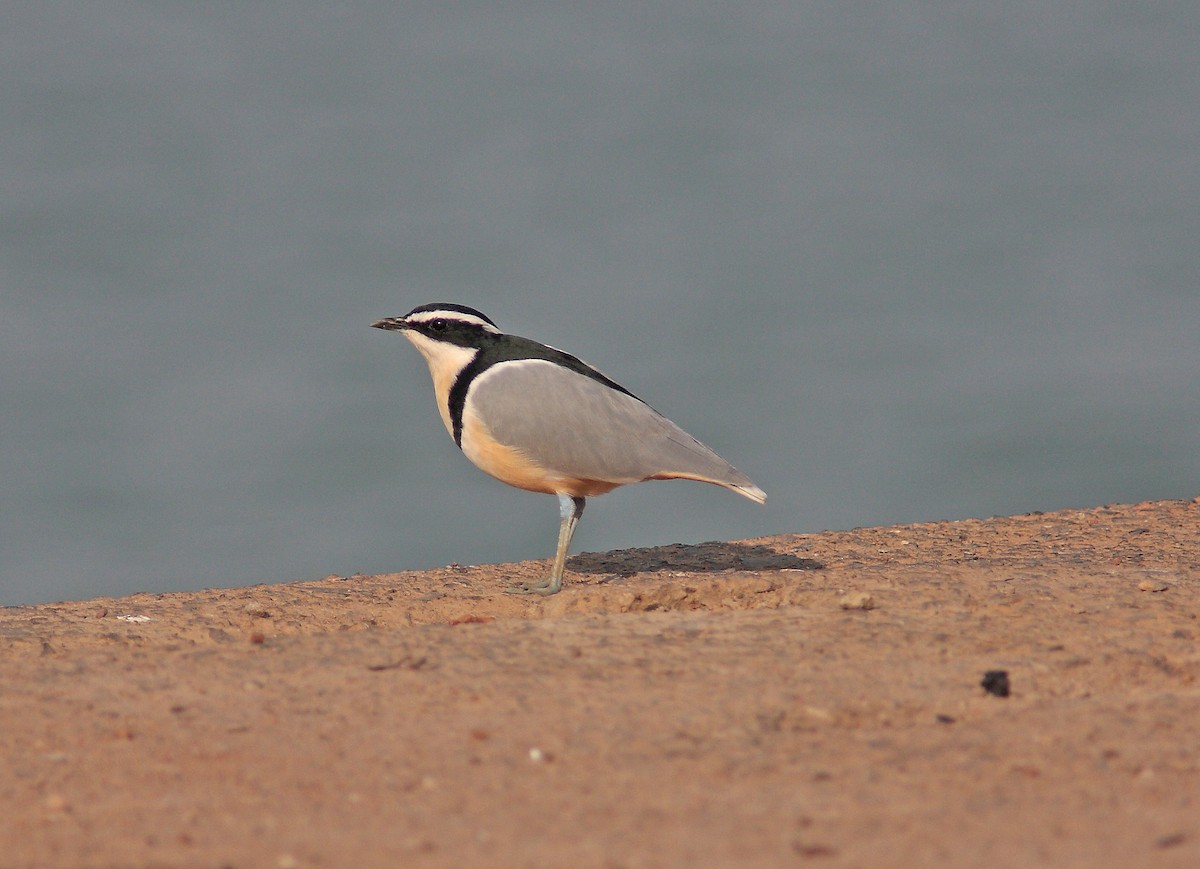 Egyptian Plover - ML91153971