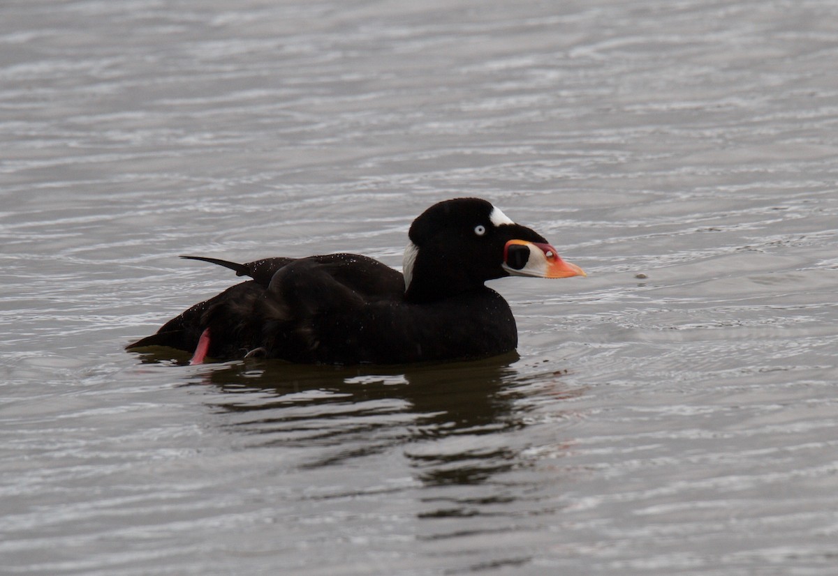 Surf Scoter - ML91155311