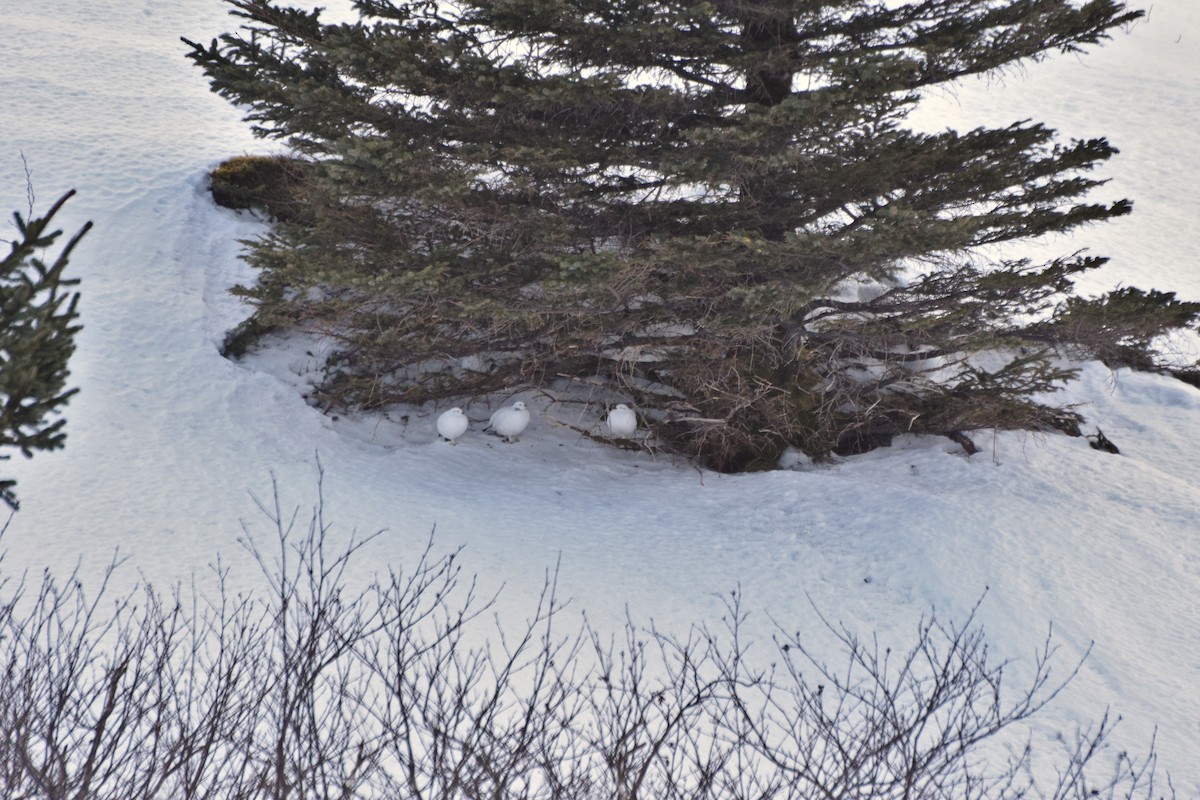 Willow Ptarmigan - ML91157761