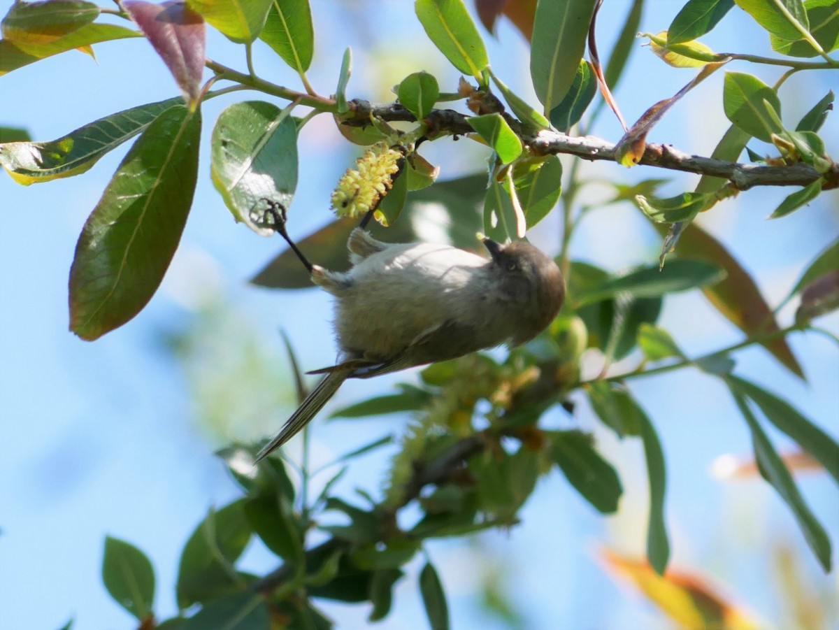 Bushtit - ML91159701