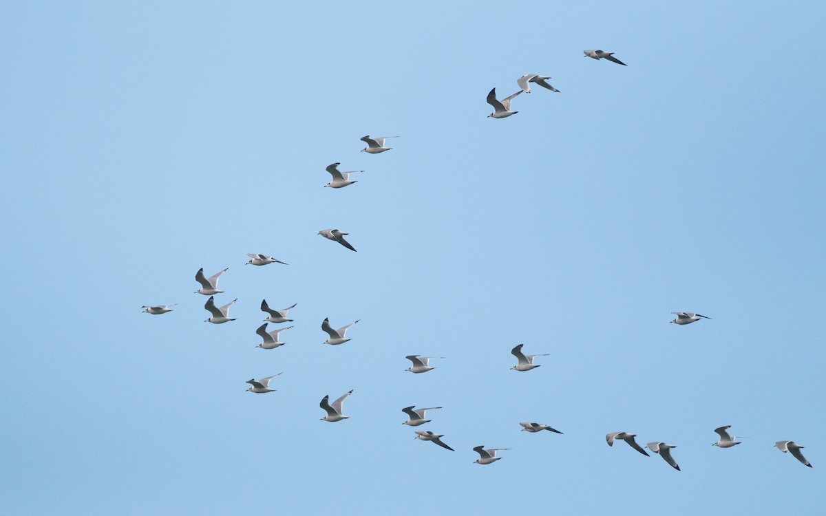 Franklin's Gull - ML91160461