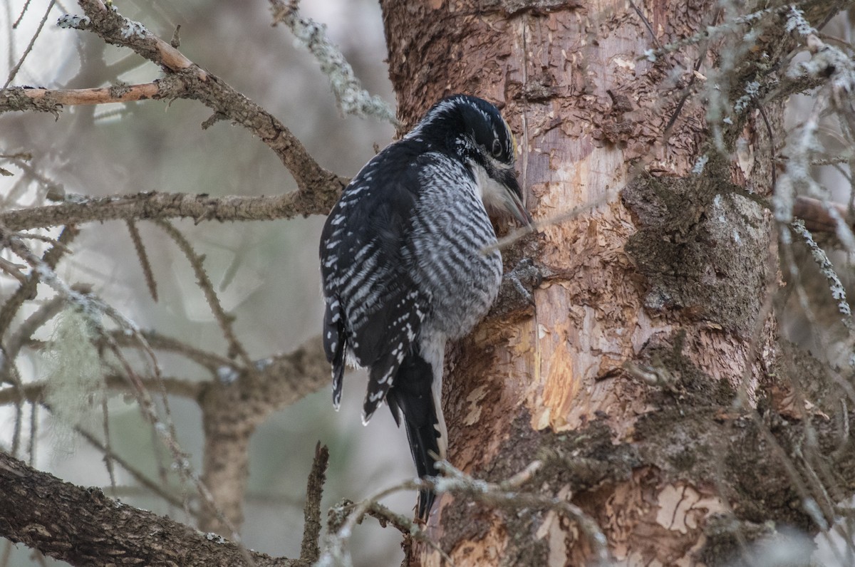 American Three-toed Woodpecker - Simon Boivin