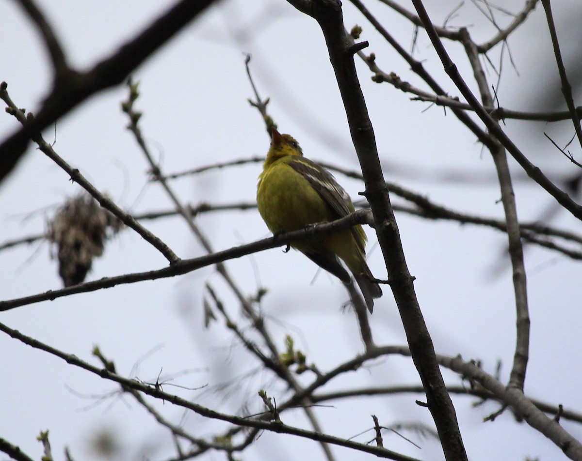 Western Tanager - ML91162021