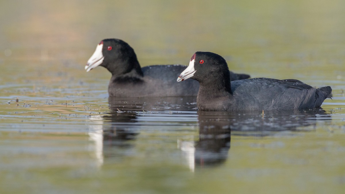 American Coot (Red-shielded) - Ian Davies