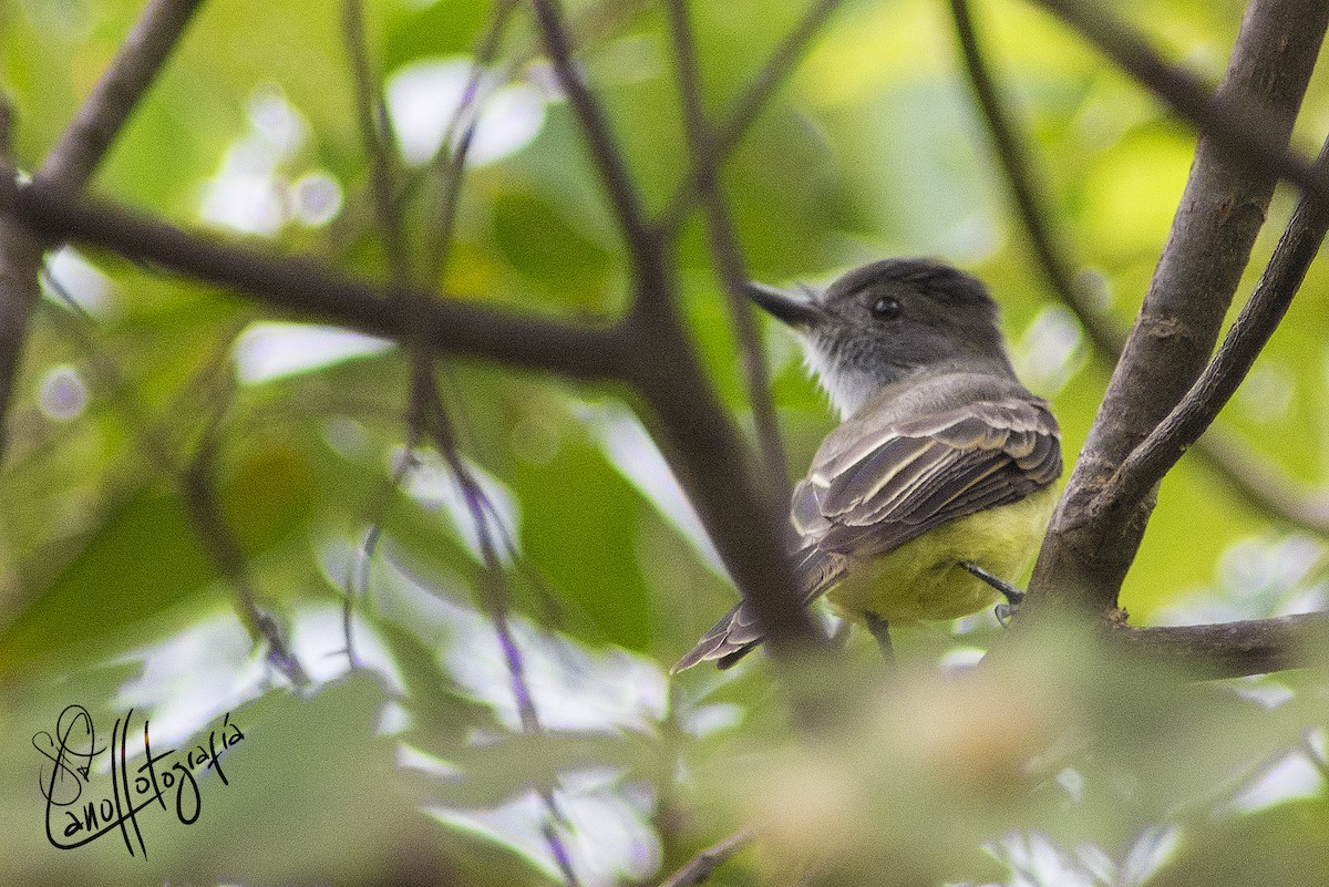 Dusky-capped Flycatcher - ML91163041