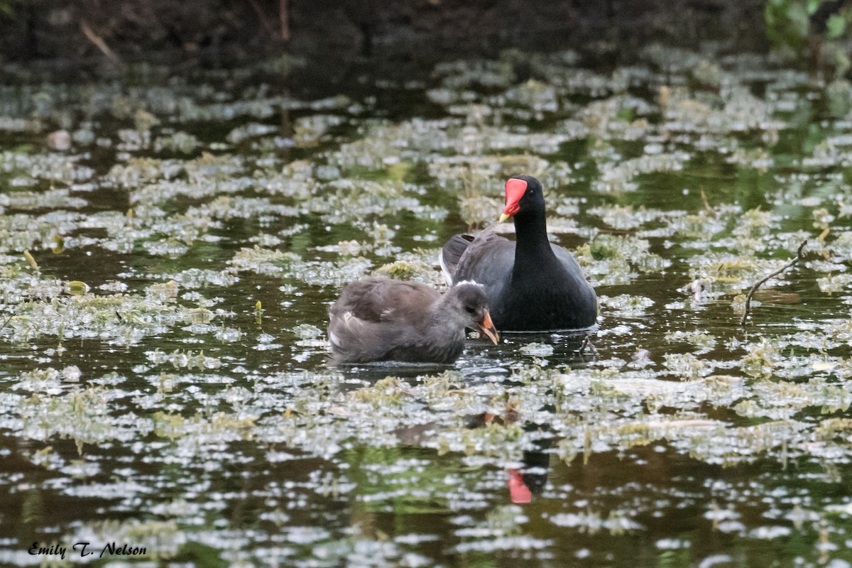 Common Gallinule - ML91163231