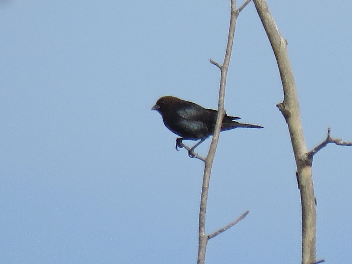 Brown-headed Cowbird - ML91166311