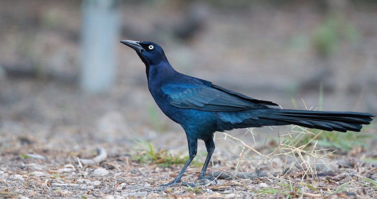 Great-tailed Grackle - ML91166411