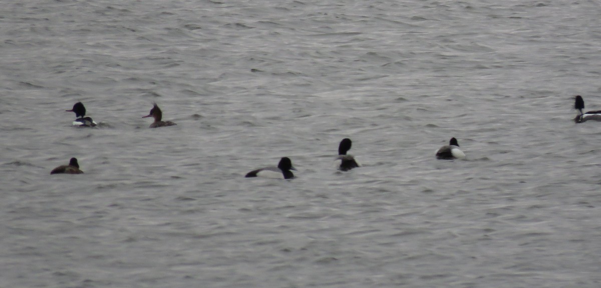 Red-breasted Merganser - ML91167631