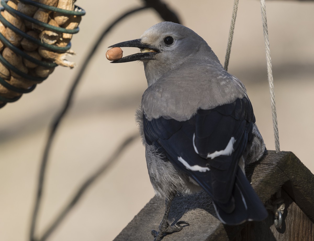 Clark's Nutcracker - ML91169991