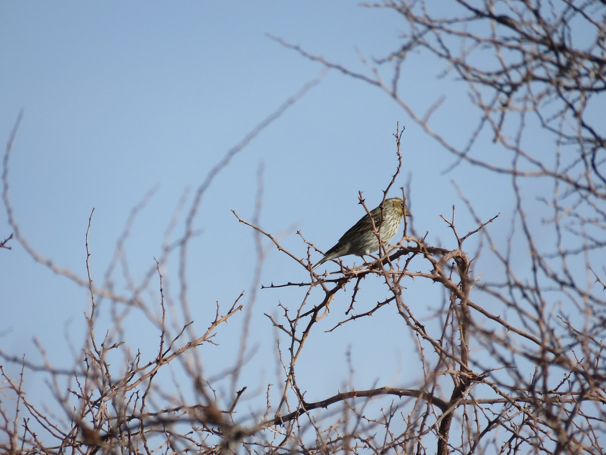 Cassin's Finch - ML91170811