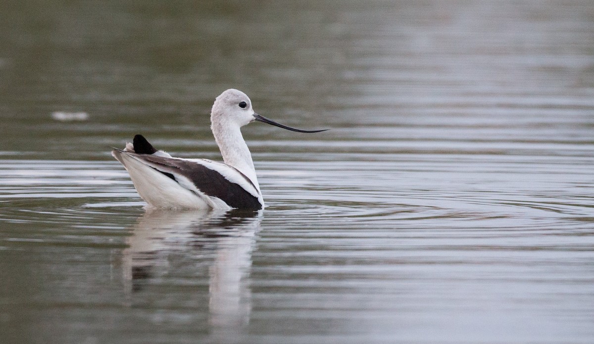 American Avocet - Ian Davies