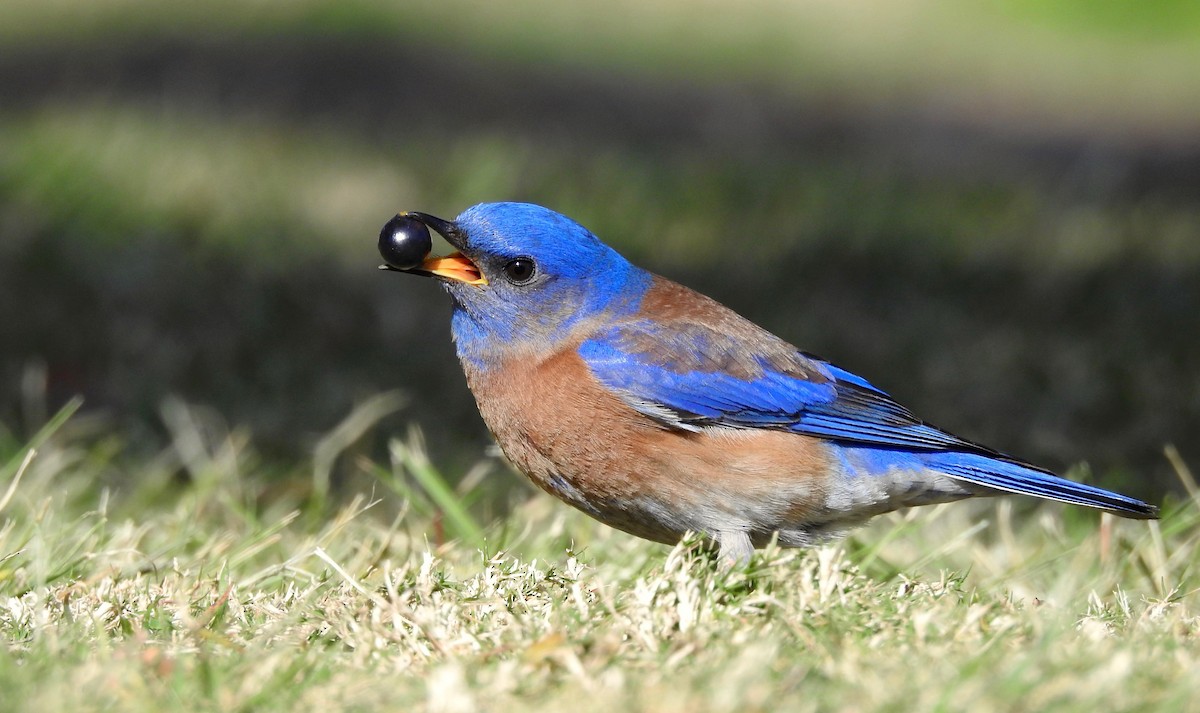 Western Bluebird - ML91171961