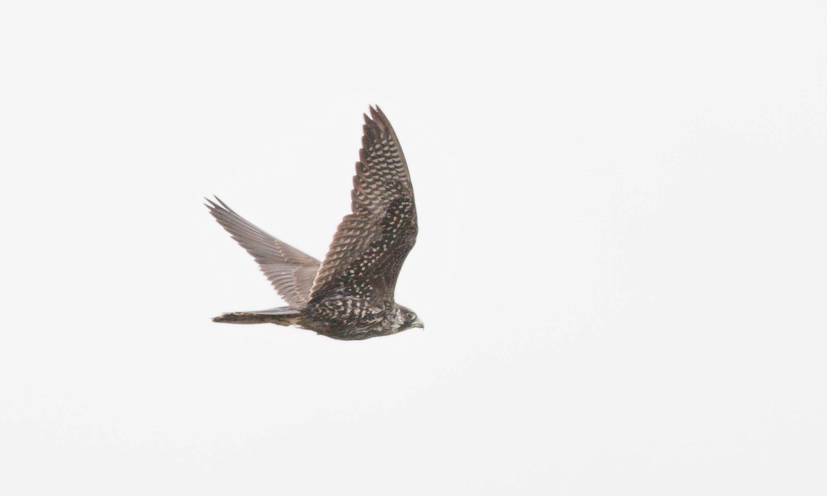 Peregrine Falcon (North American) - Paul Fenwick