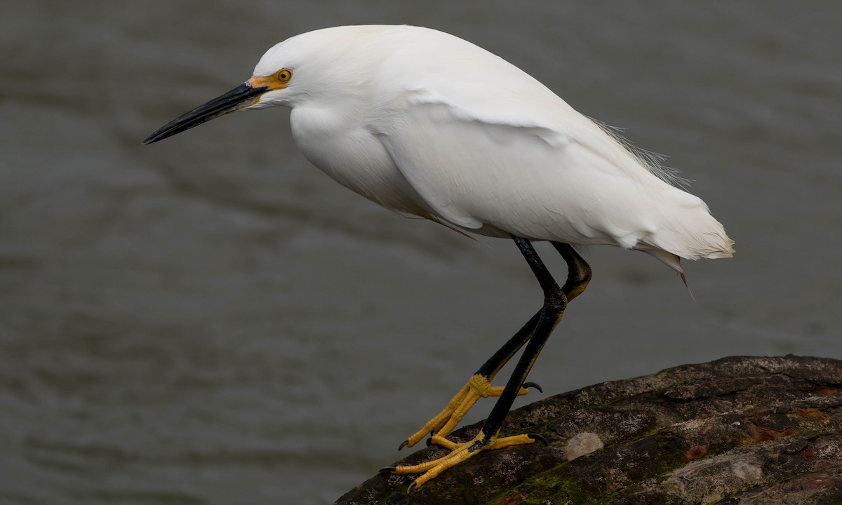 Snowy Egret - ML91175001