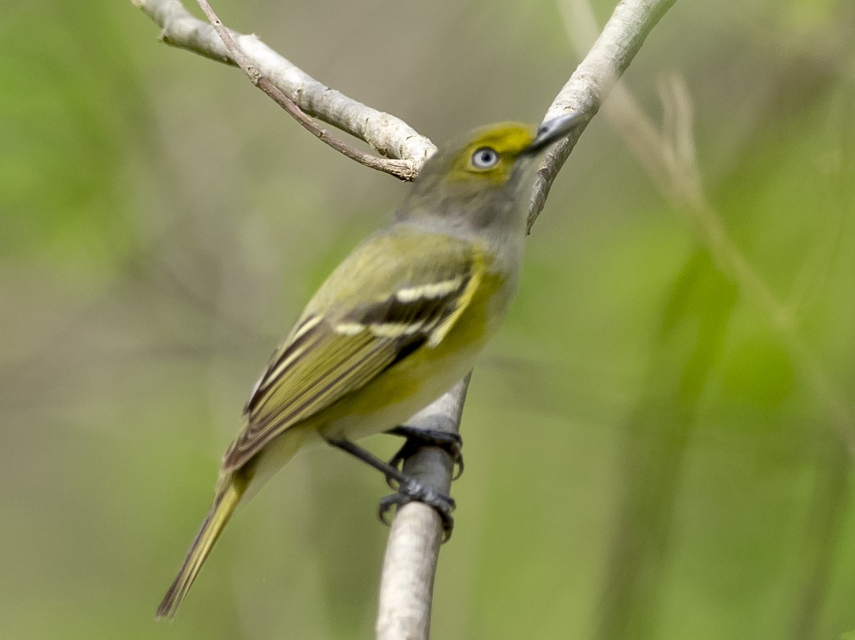 White-eyed Vireo - ML91175441