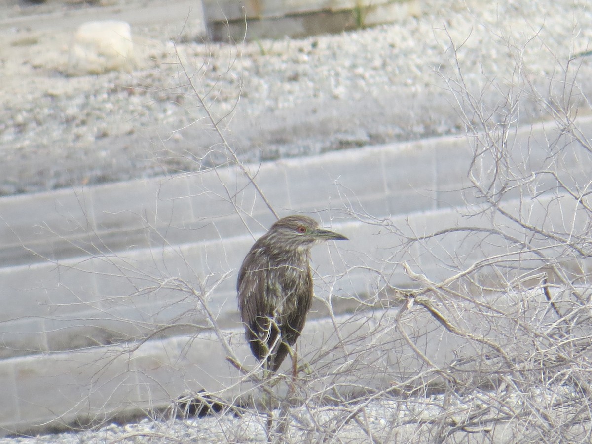 Black-crowned Night Heron - ML91177601