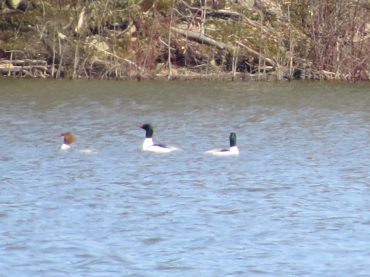 Common Merganser - ML91181931