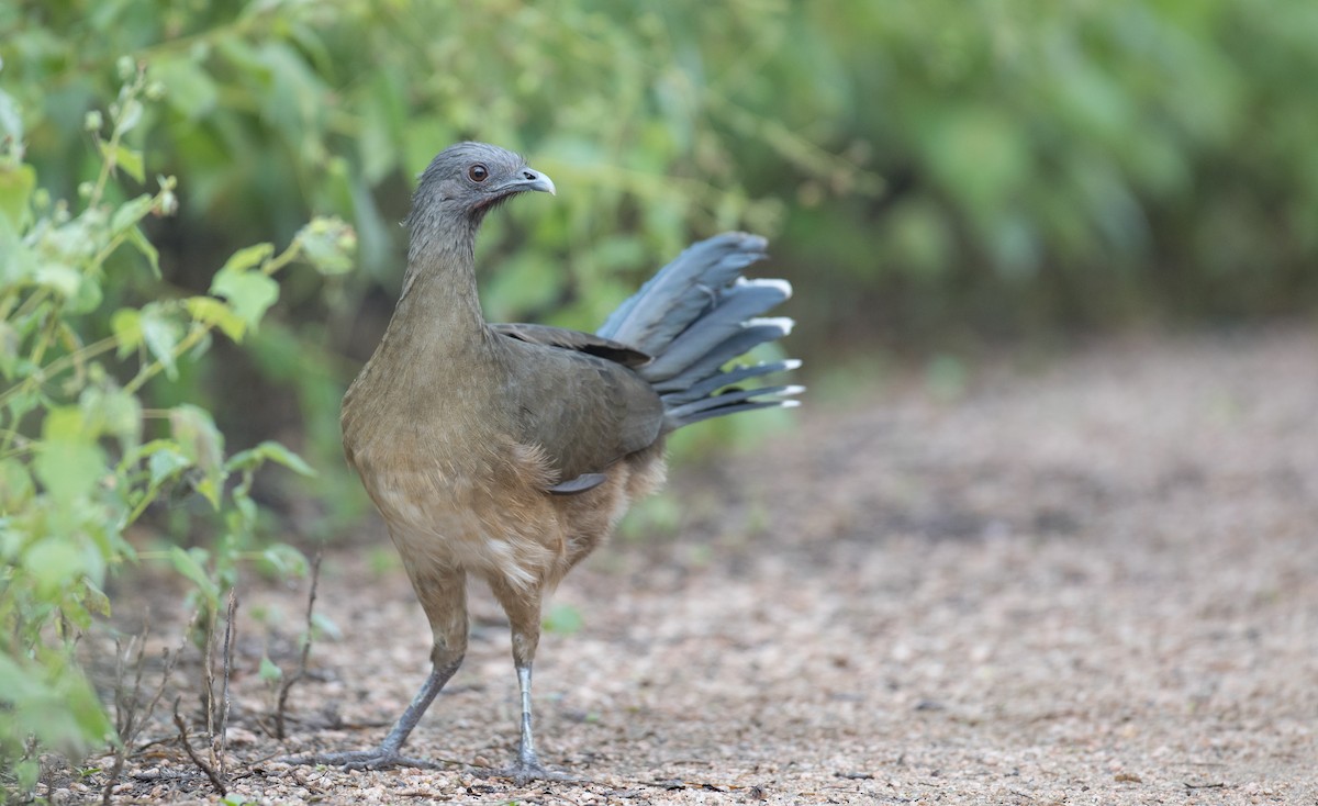 Plain Chachalaca - ML91182251