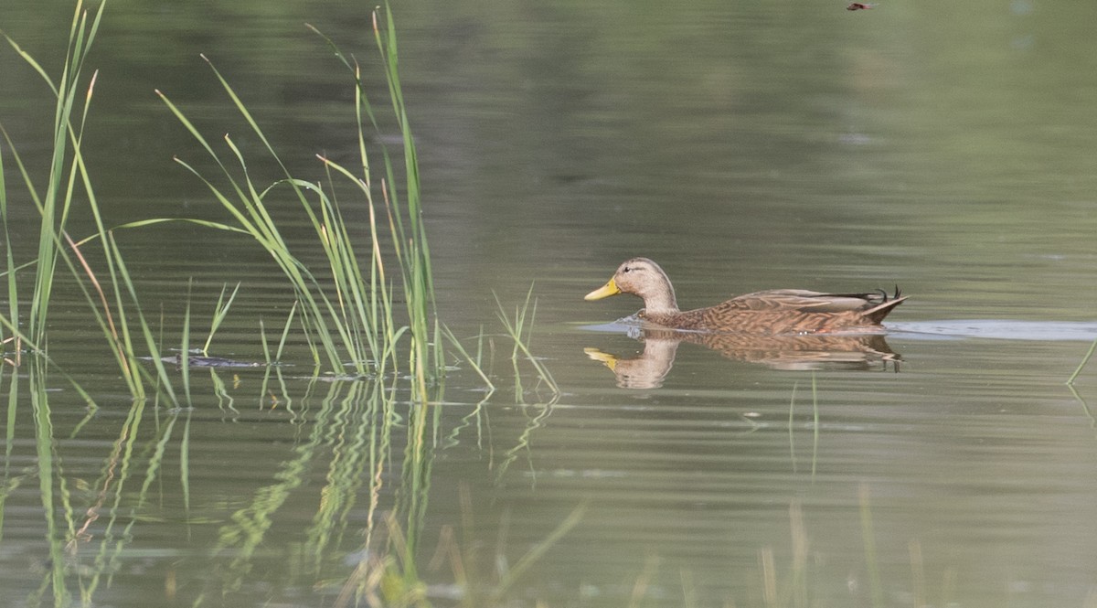 Mexican Duck - Ian Davies