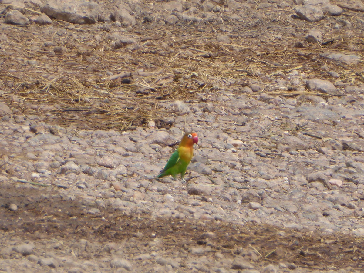 Fischer's Lovebird - ML91182591