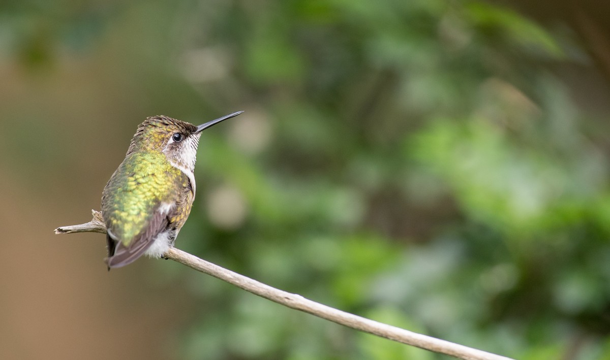 Ruby-throated Hummingbird - Ian Davies