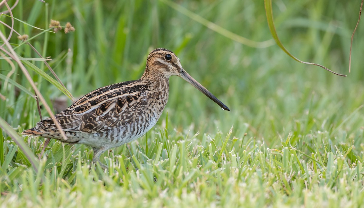 Wilson's Snipe - ML91183261