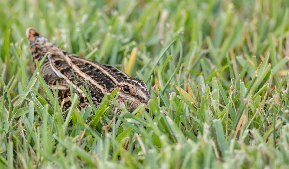 Wilson's Snipe - ML91183291