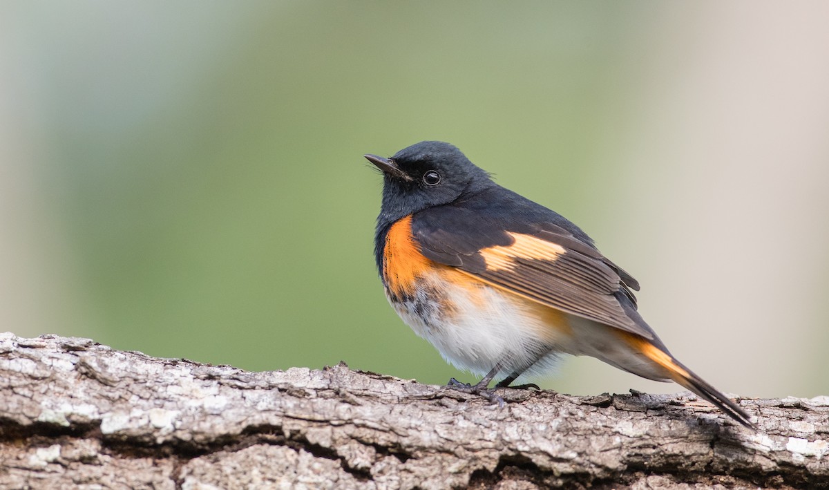 American Redstart - Ian Davies