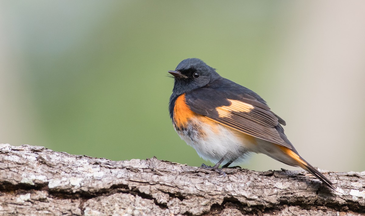 American Redstart - Ian Davies