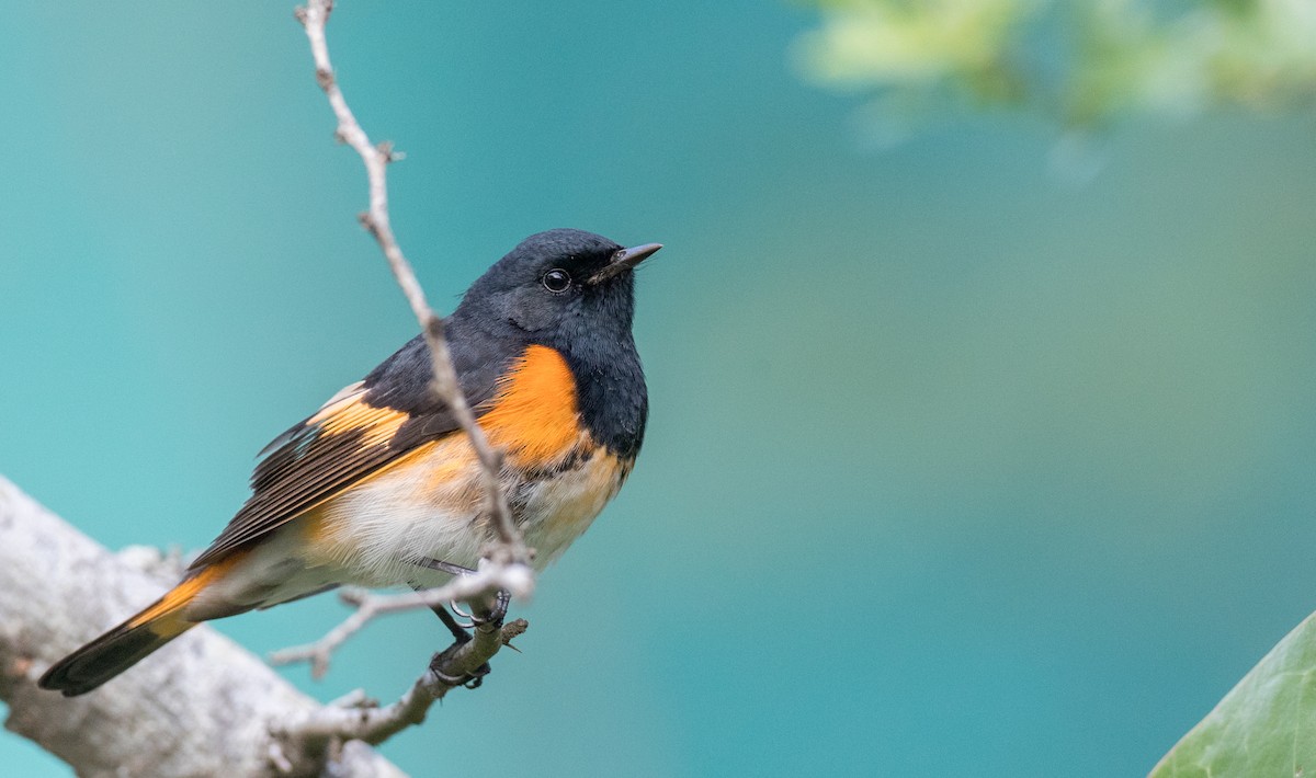 American Redstart - Ian Davies