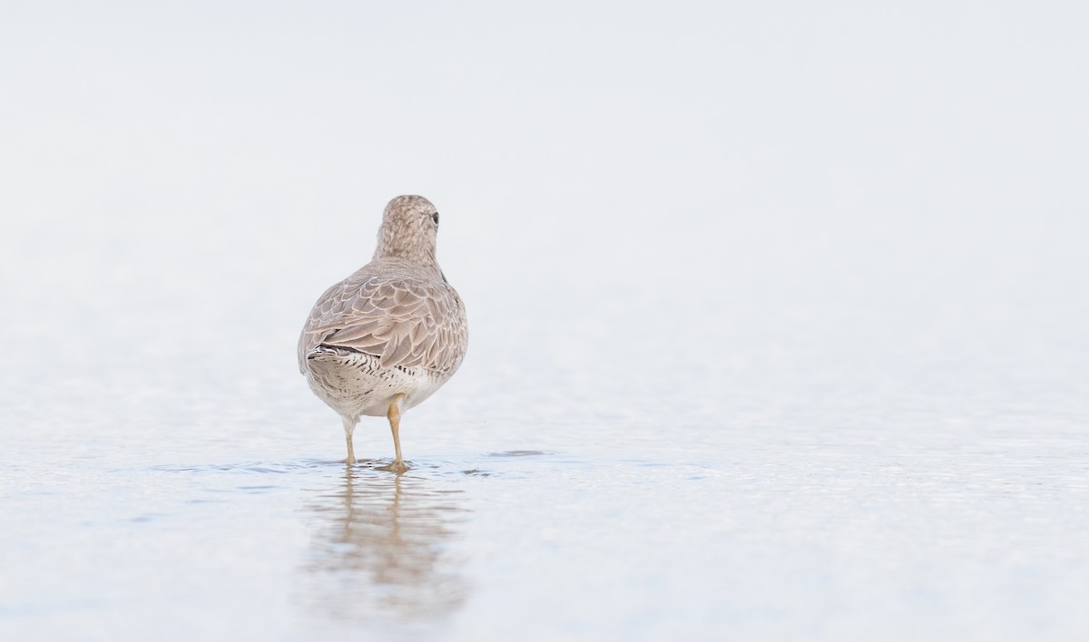 Short-billed Dowitcher - ML91184351