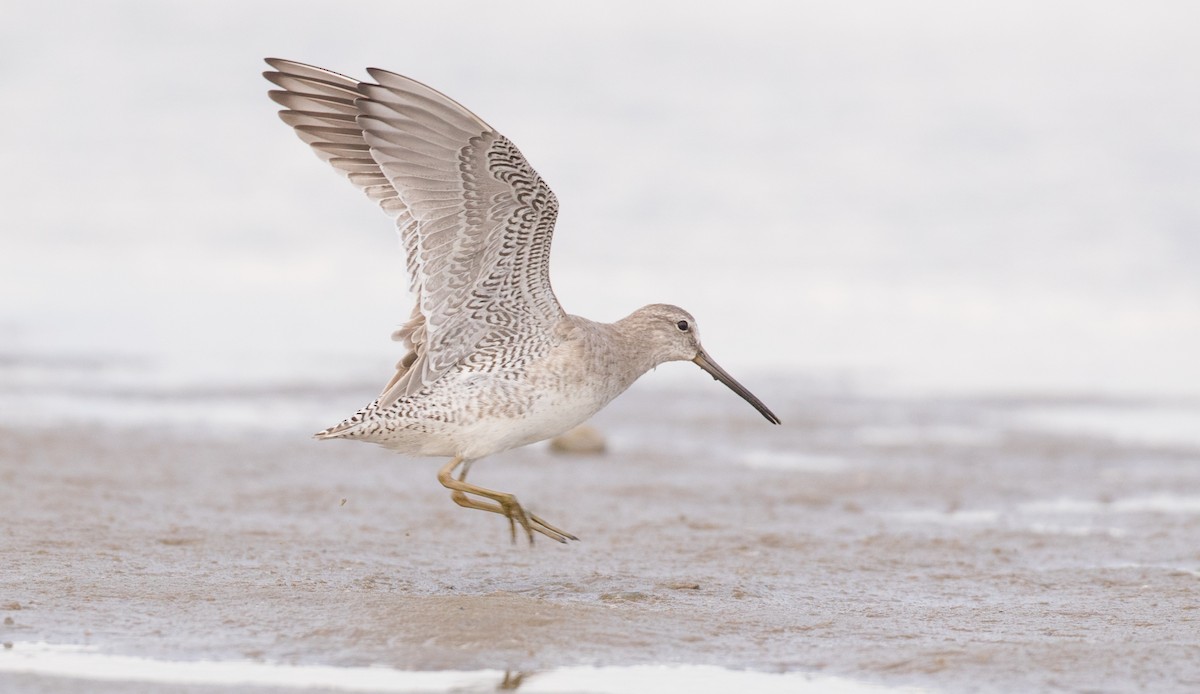 Short-billed Dowitcher - ML91184371