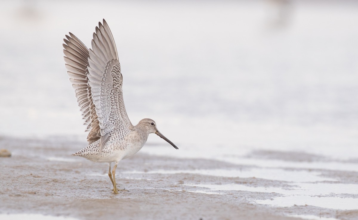 Short-billed Dowitcher - ML91184381