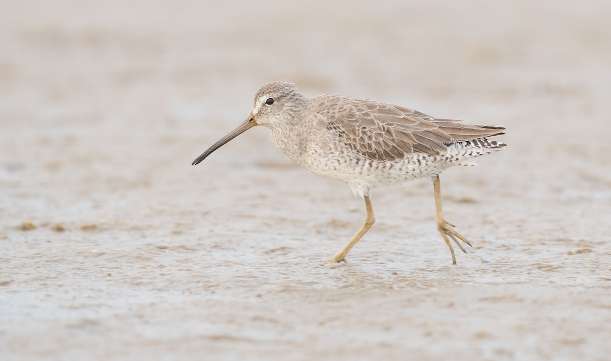 Short-billed Dowitcher - ML91184451