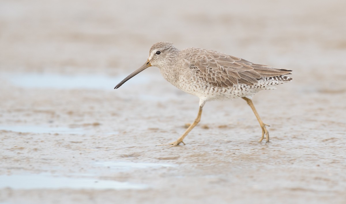 Short-billed Dowitcher - ML91184481