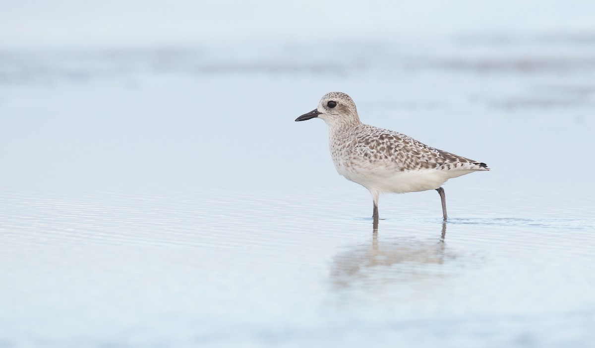 Black-bellied Plover - ML91184581