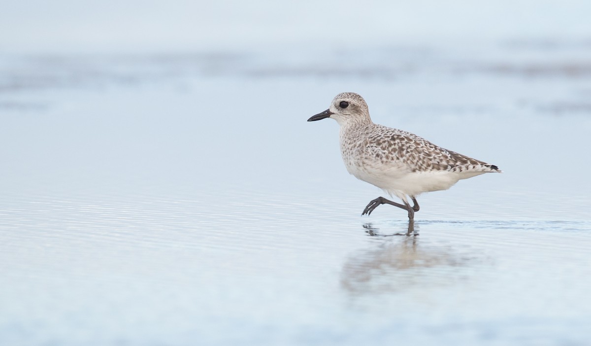 Black-bellied Plover - ML91184621