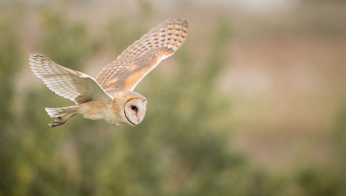 American Barn Owl (American) - Ian Davies