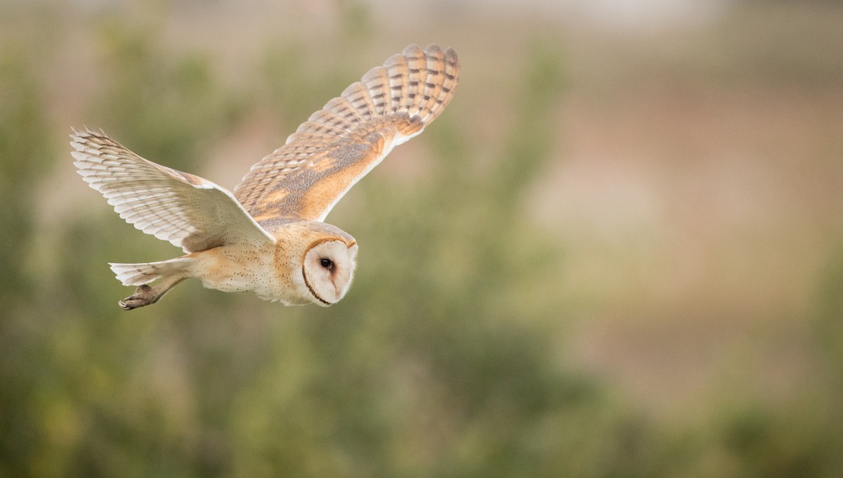 Barn Owl (American) - ML91184981