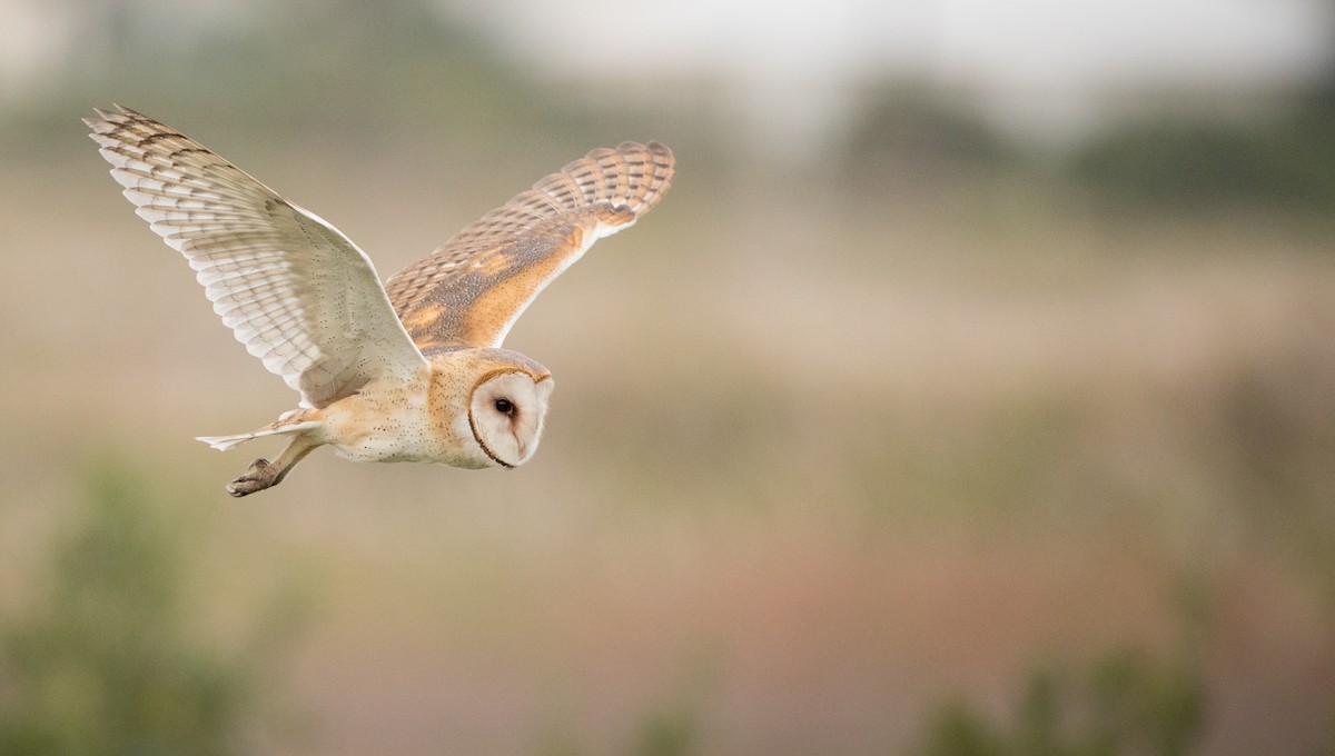 American Barn Owl (American) - Ian Davies